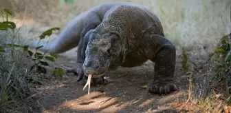 Bilim insanlarından Komodo ejderleriyle ilgili şaşırtan keşif