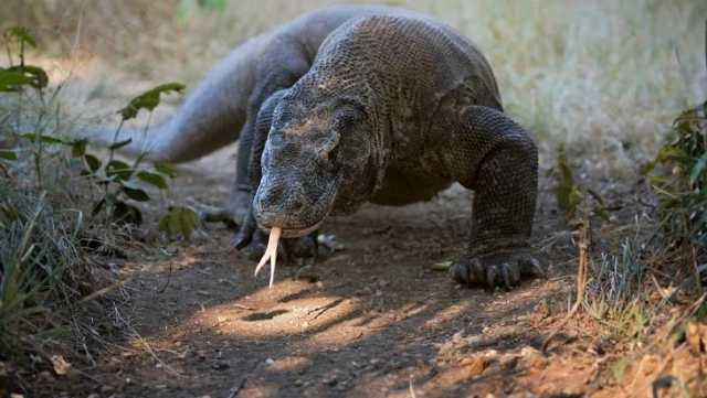 Surprising Discovery About Komodo Dragons from Scientists