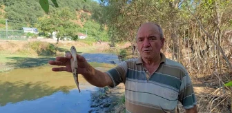 Eyüpsultan'da Alibey Barajı'na akan derede çamurlu su akması sonucu balıklar telef oldu
