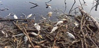 İzmir'deki Gölcük Gölü'nde Balık Ölümleri Araştırılıyor