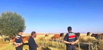 Kayseri'de kaybolan hayvanlar bulundu