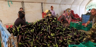Orhangazi'de Patlıcan Hasat Şenliği