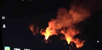 Sakarya'da Orman Yangını Kontrol Altına Alındı
