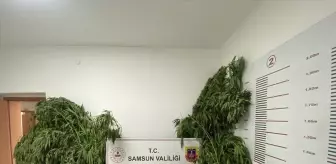 Samsun'da uyuşturucu operasyonunda 2 şüpheli gözaltına alındı