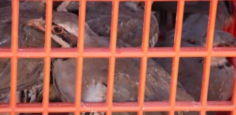 Şanlıurfa'da 100 Kınalı Keklik Doğaya Salındı