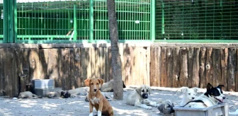 Sahipsiz Sokak Hayvanlarına Yönelik Düzenleme Medyada Yankı Buldu