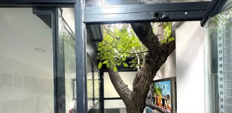 Van'da hediyelik eşya mağazasının içinden geçen asırlık ceviz ağacı müşterilerin dikkatini çekiyor
