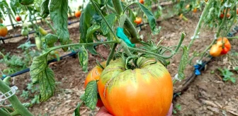 Bilecik'te Bulgaristan'dan getirilen tohumlarla dev domates yetiştiriciliği