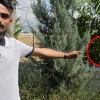 The venomous spider called Loplu Spider has been spotted in Aksaray, one of the most poisonous spiders in the world.