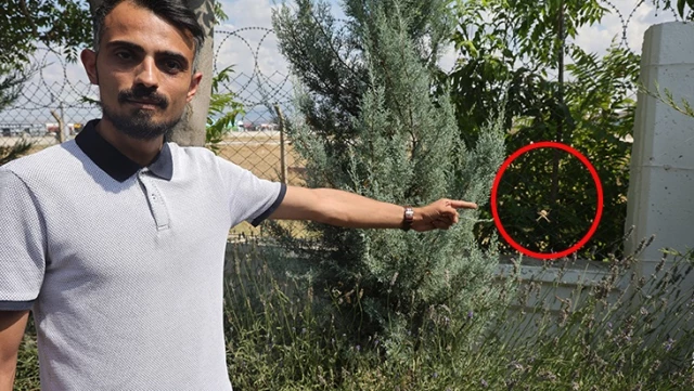 The venomous spider called Loplu Spider has been spotted in Aksaray, one of the most poisonous spiders in the world.