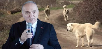 Düzce Belediye Başkanı Özlü'den başıboş köpek düzenlemesine tepki: Bu yasa uygulanabilir değil