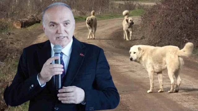 Düzce Mayor Özlü reacts to the stray dog regulation: This law is not enforceable.