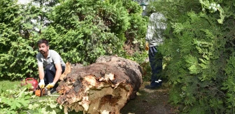 Eskişehir'de Şiddetli Rüzgar Sonucu Devrilen Ağaç Kaldırıldı