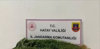 Hatay'da Uyuşturucu Operasyonunda 37 Kişi Gözaltına Alındı