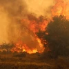 Forest fire in Dikili district of Izmir! Flames were brought under control hours later.