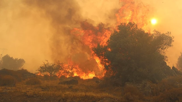 В лесу в районе Дикили в Измире произошел лесной пожар! Пламя было под контролем спустя несколько часов.