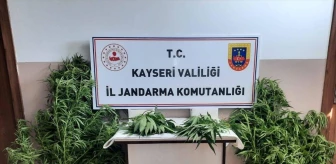 Kayseri'de Hint keneviri yetiştiricileri gözaltına alındı