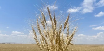 Kırşehir'de sertifikalı tohum kullanımıyla kuraklık etkisi azaldı