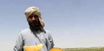 Afganistan'da Kavun Üretimi Artıyor