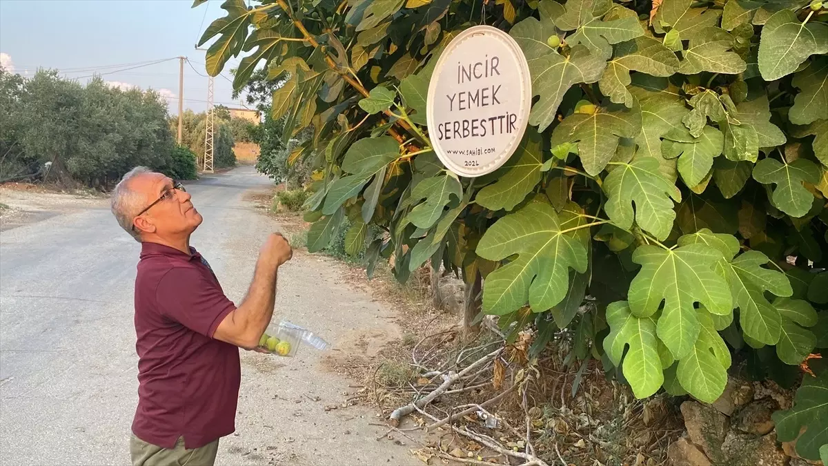 Antalyalı emekli, 'incir yemek serbesttir' yazısıyla ikramda bulunuyor