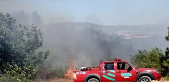 Adana'nın Kozan ilçesinde orman yangını çıktı