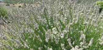 Isparta'da Lavanta Hasadı Başladı