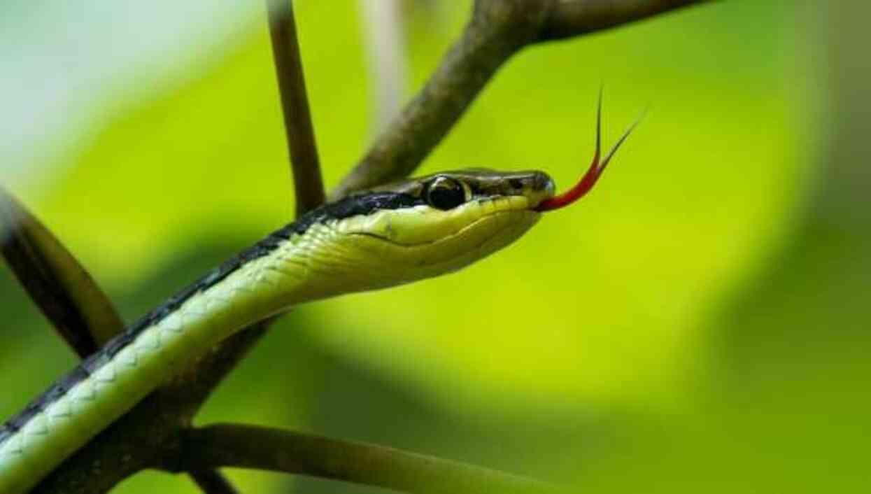 Rüyada yılan ısırması ve sokması ne anlama gelir? Rüyada yılan sokması ve ısırması ama bir şey olmaması anlamı!