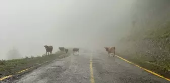 Artvin'in Camili Havzası, ekolojik gezi ve kampların yeni rotası oldu