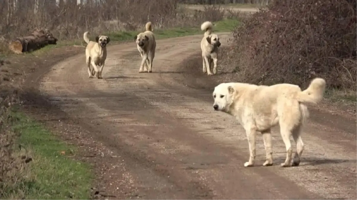 Başıboş sokak köpekleri düzenlemesi Meclis'te kabul edildi