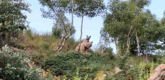 Bitlis'te sualtı dalışı yapan öğretim üyesi boz ayılarla karşılaştı