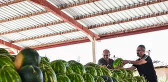 Denizli Büyükşehir Belediyesi Üreticilerin Karpuzlarını İhtiyaç Sahiplerine Dağıtacak