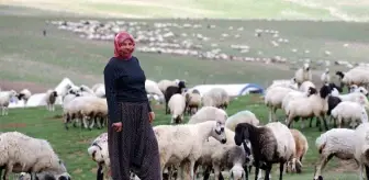 Erzurum'da Göçerler Dumlu Baba Yaylası'nda Hayvan Yetiştiriyor