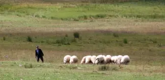 Erzurum'un Dumlubaba Yaylası'ndaki Göçerlerin Zorlu Yaşamı