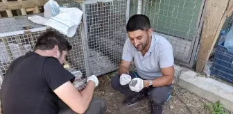 Isparta'da Tedavi Edilen Kukumav Yavruları Doğaya Bırakıldı