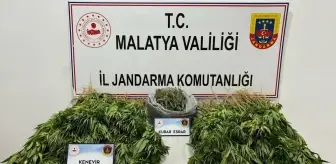 Malatya'da Uyuşturucu Operasyonu: 491 Kök Kenevir ve 547 Gram Esrar Ele Geçirildi