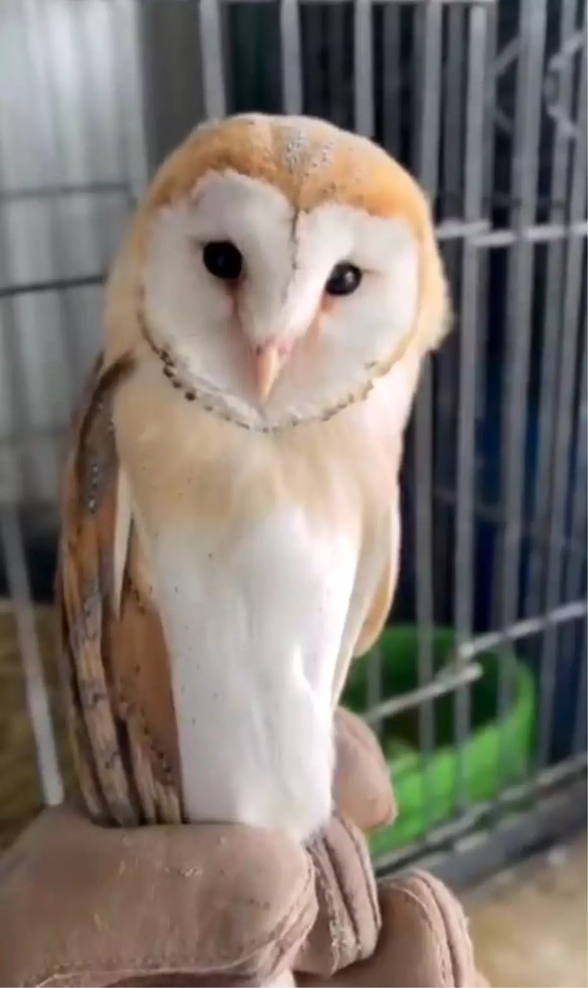 Düzce DKMP, mahsur kalan peçeli baykuşu kurtardı