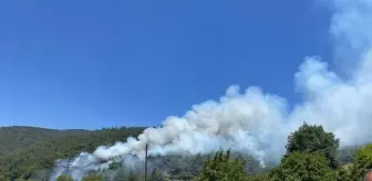 Sakarya'da orman yangını kontrol altına alındı