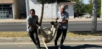 Silvan Belediyesi Sokak Köpeklerini Toplamaya Başladı