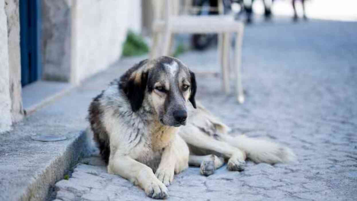 Sokak hayvanları yasası maddeleri! Sokak köpekleri yasası ilk 5 madde nedir?