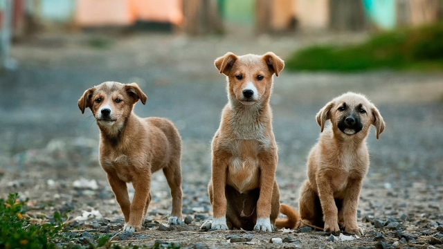 Sokak köpekleri düzenlemesi Meclis'ten geçti mi? Sokak hayvanları yasası 5. madde nedir?