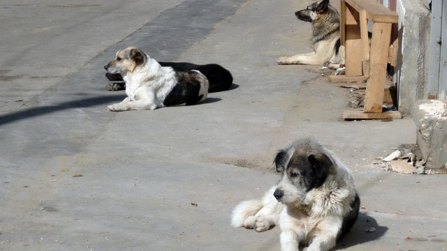 Sokak köpekleri düzenlemesi Meclis'ten geçti mi? Sokak hayvanları yasası 5. madde nedir?