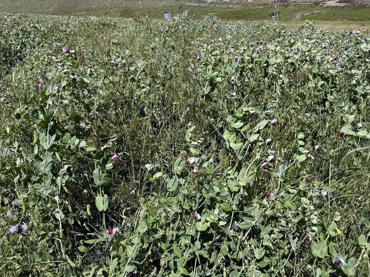 Ardahan'da devlet destekli yem bezelyesi üretimi sevindirdi