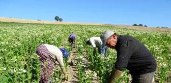 Kütahya'nın Tütünkenti Hisarcık'ta Tütün Üreticileri Azalıyor