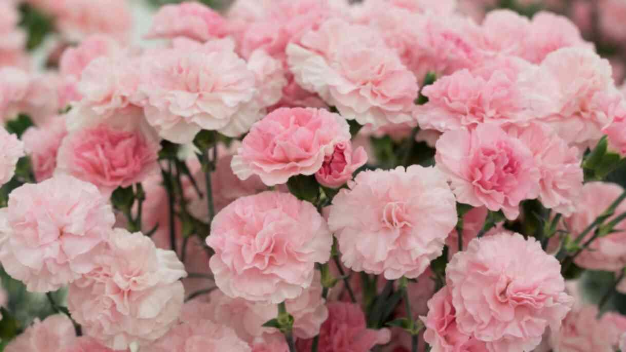 Pembe karanfilin anlamı nedir, hikayesi ne? Pembe karanfilin ne ifade eder, neyi temsil eder?