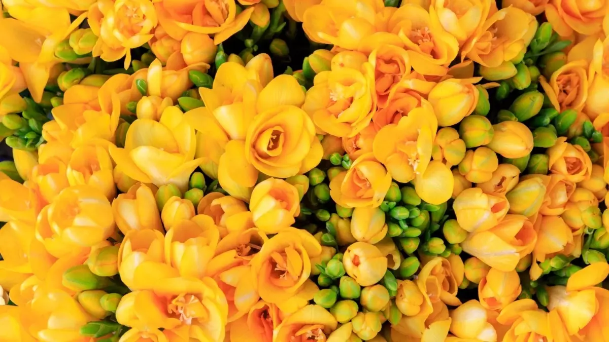 Sarı frezya anlamı nedir, hikayesi ne? Sarı frezya ne ifade eder, neyi temsil eder?
