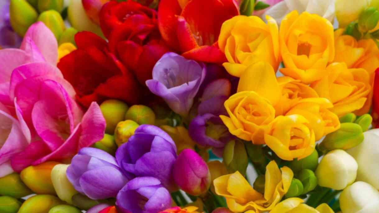 Sarı frezya anlamı nedir, hikayesi ne? Sarı frezya ne ifade eder, neyi temsil eder?