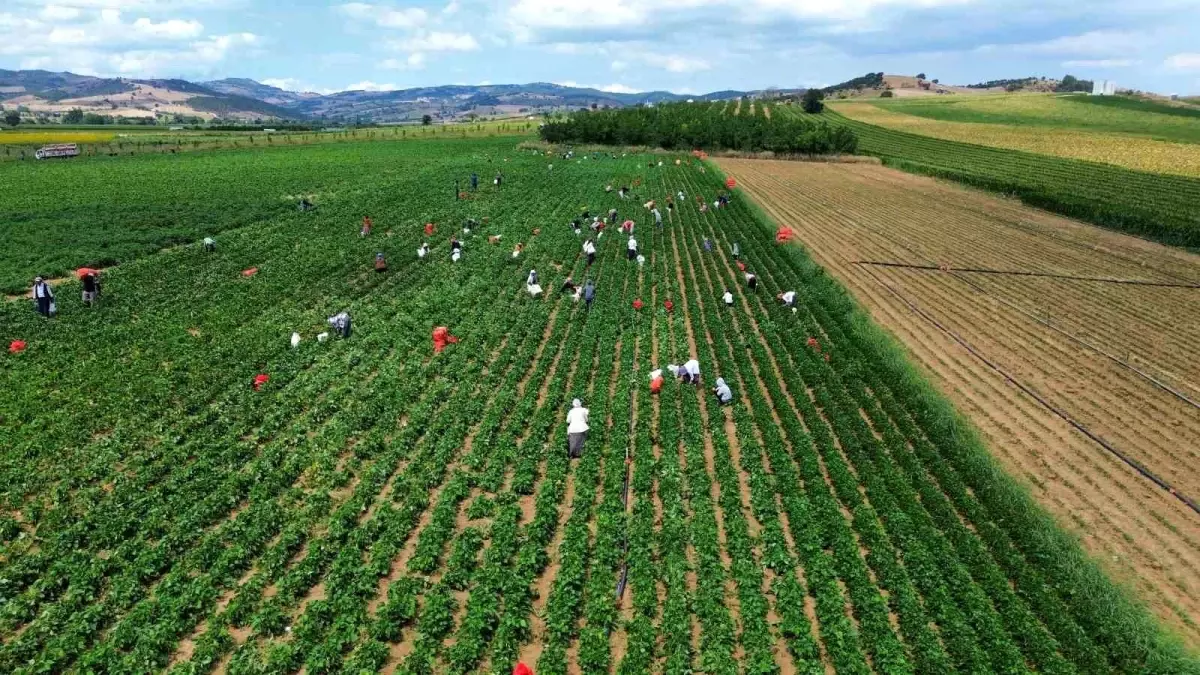 Bursa'da Fasulye Üreticileri Fiyatlardan Şikayetçi