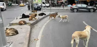 Sahipsiz köpeklere yönelik düzenlemeleri de içeren kanun yürürlüğe girdi