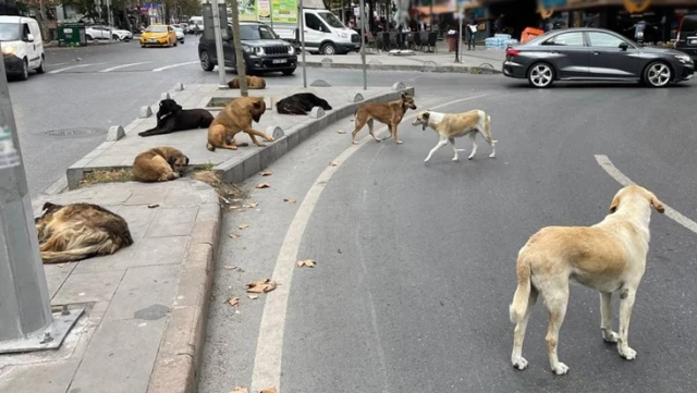 The law, which includes regulations for stray dogs, has come into effect.
