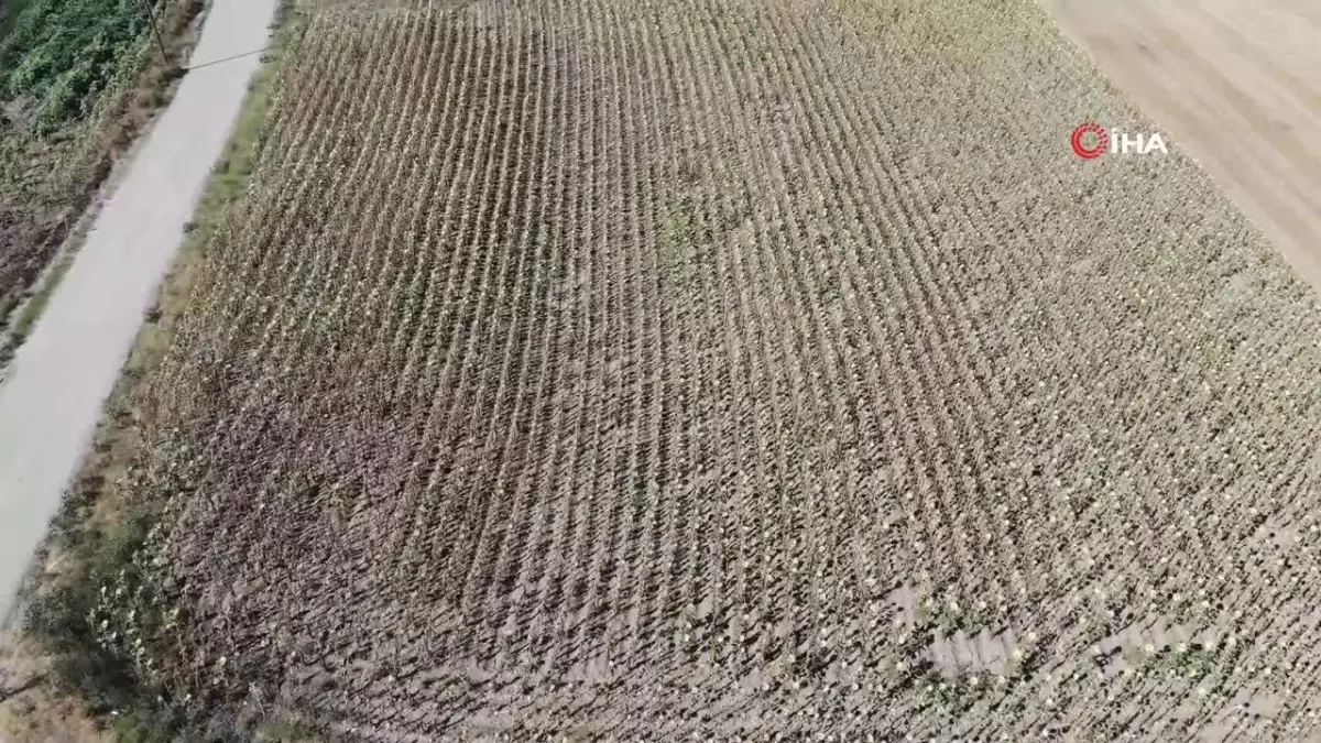 Trakya'da kuraklık Ayçiçek üreticilerini vurdu